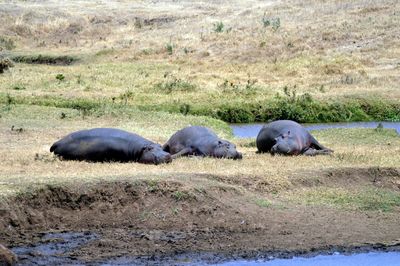 Sheep lying in river