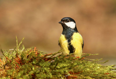 Close-up of great tit perching on twig