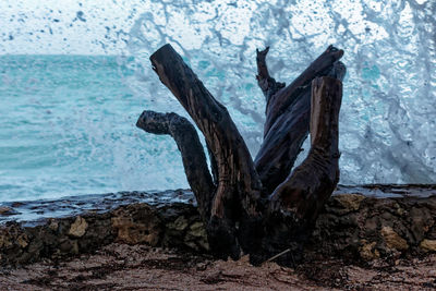Driftwood on rock by sea