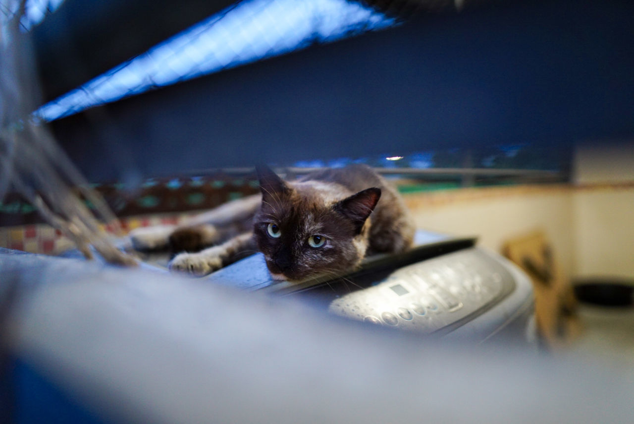 PORTRAIT OF KITTEN ON BED