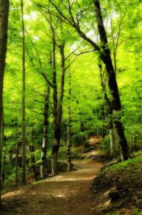 Footpath passing through forest