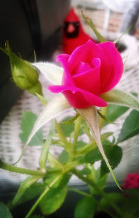 Close-up of pink rose