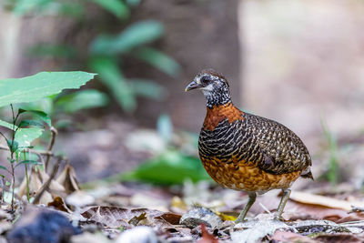 Close-up of a bird perching on a field