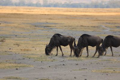 Horses grazing in a field