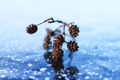 Close-up of frozen pine cone during winter