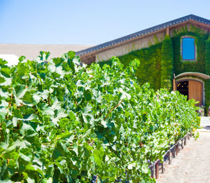 Plants growing on house wall