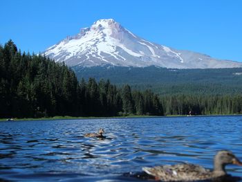 Ducks swimming on lake by mountain against sky