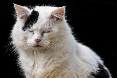 Close-up of white cat against black background