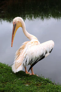 White heron in lake