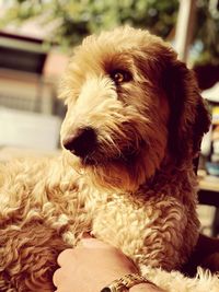 Close-up of dog looking away