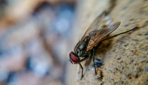 Extreme close-up of housefly