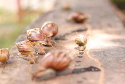 Close-up of shells on ground