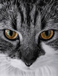 Close-up portrait of cat