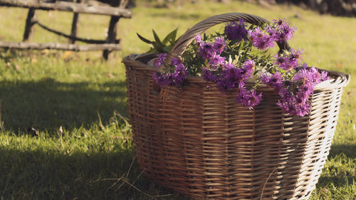 Close-up of purple flowering plants in basket