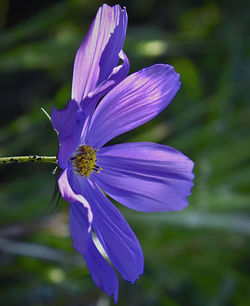 Close-up of purple flower