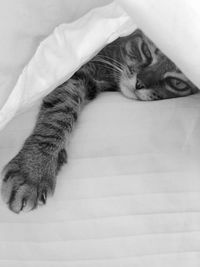 Close-up of cat lying on bed