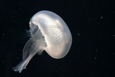 Close-up of jellyfish swimming in sea