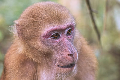 Close-up of monkey