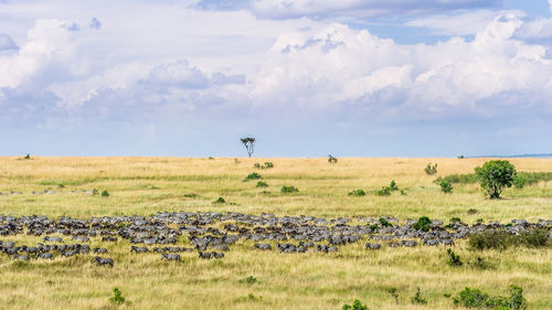 Herd of zebras walking on grassy field against sky