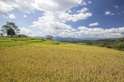 Scenic view of field against sky