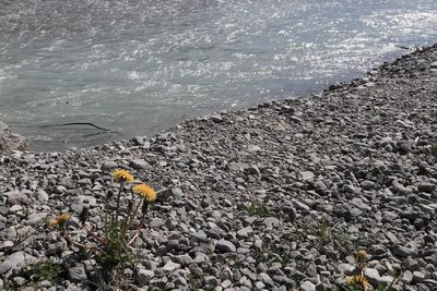 High angle view of yellow flowers on beach