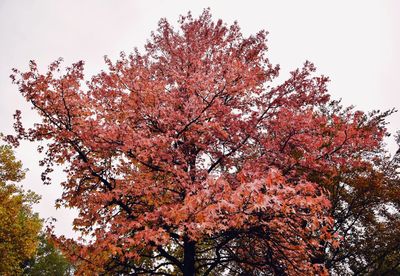 Low angle view of tree against sky