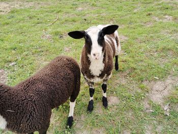 Portrait of sheep in a field