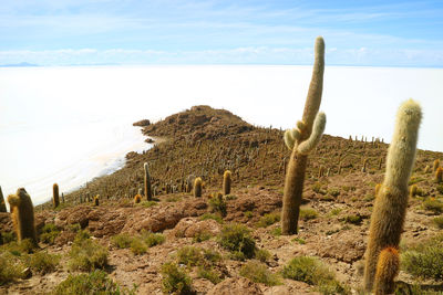 Cactus growing on field against sky