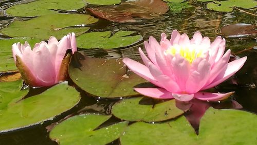 Close-up of lotus water lily in pond