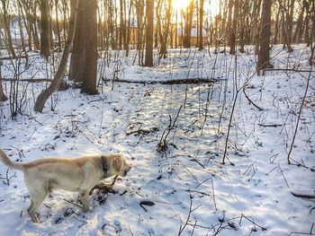 Snow covered trees in forest