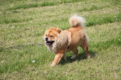 Dog running in field