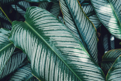 Close-up of palm leaves