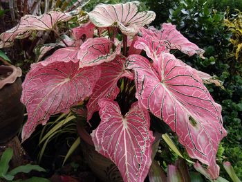 High angle view of pink flowering plant