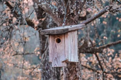 Close-up of birdhouse hanging on tree trunk in forest