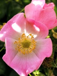 Close-up of pink flower blooming outdoors