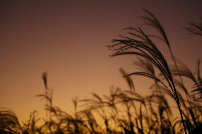 Close-up of stalks against sky during sunset