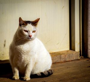 White cat sitting on floor