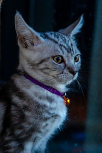 Close-up of cat looking away