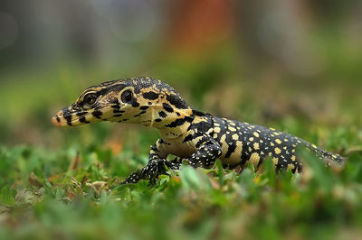 Close-up of snake on grass