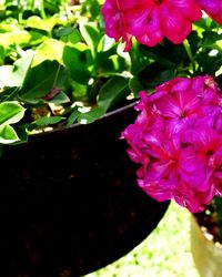 Close-up of pink flowering plant
