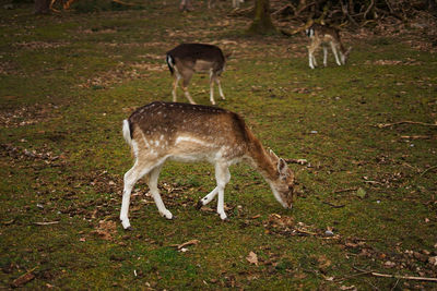 Deer standing in a field