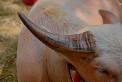 Close-up of a horse