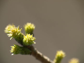 Close-up of flower buds