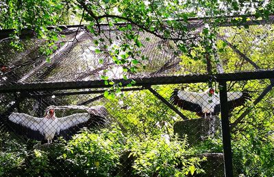 Low angle view of bird perching on tree