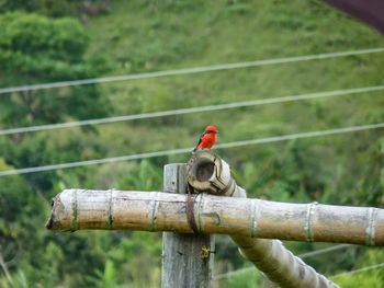 Close-up of bird perching on wall