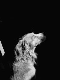 Close-up of dog over black background