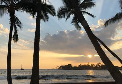 Palm trees on beach