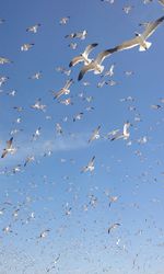 Flock of seagulls flying against blue sky