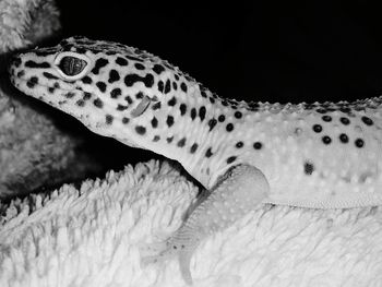 Close-up of lizard