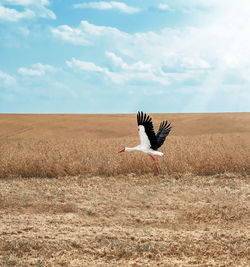 Stork on background of yellow field and blue sky, takes off